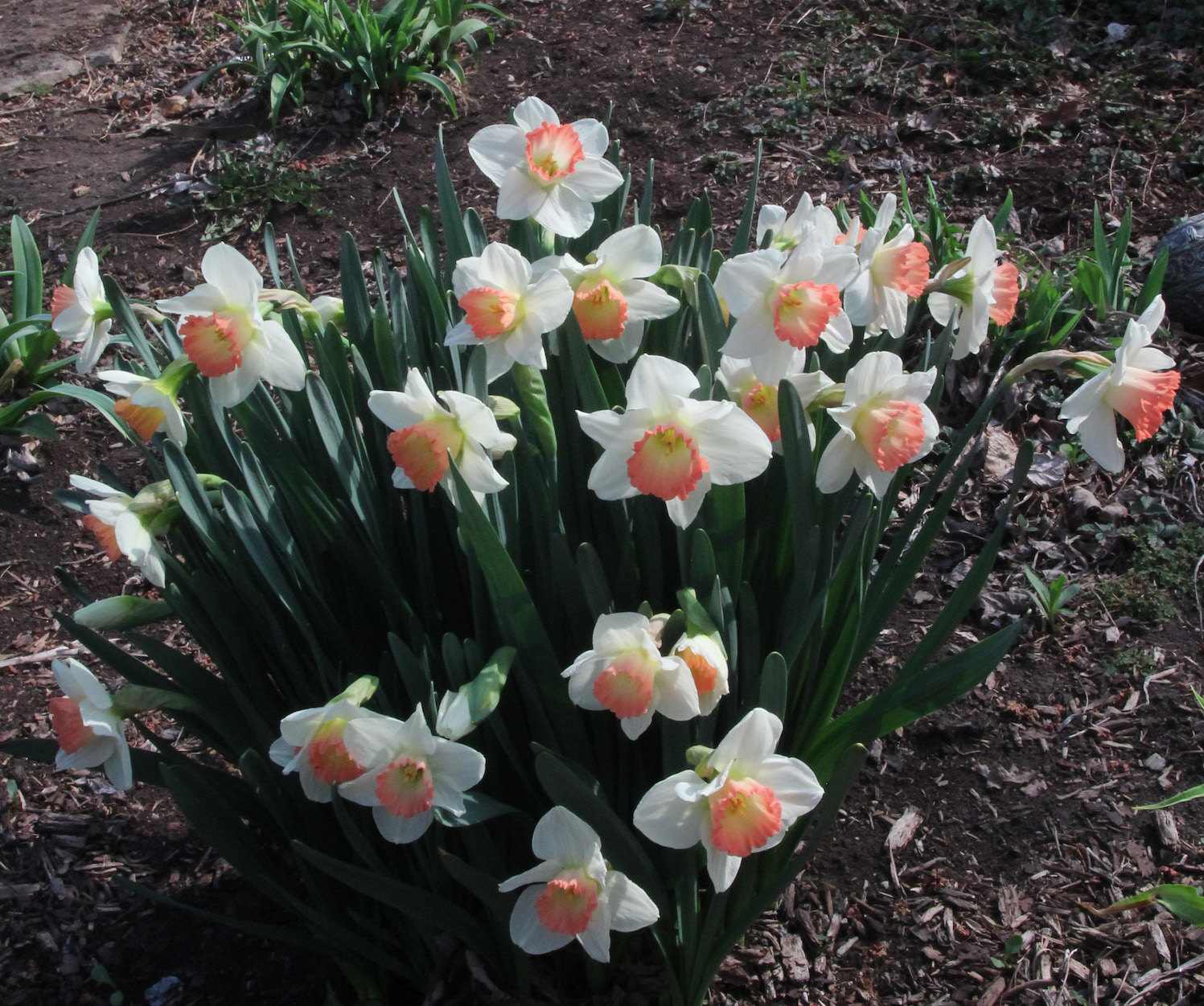 [More Daffodils]
