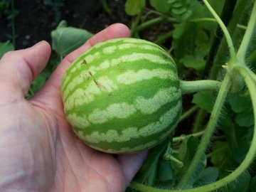 watermelons!