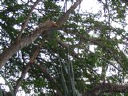 iguana_tree