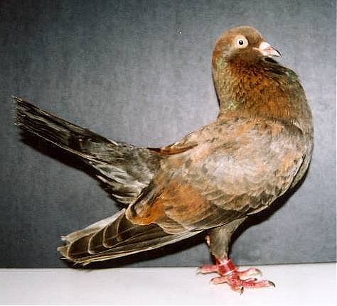 pigeon roller pigeons oriental users