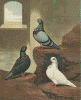 pigeon1.gif (51603 bytes)