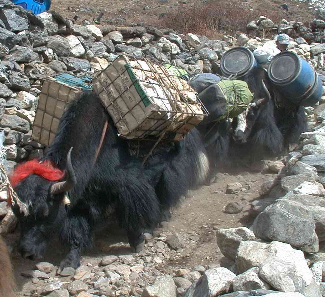 Yaks