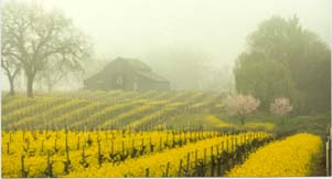 Click Photo to Go to List of Wineries