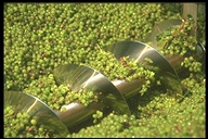 Click Photo to Go to List of Wineries