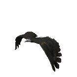 flying eagle
