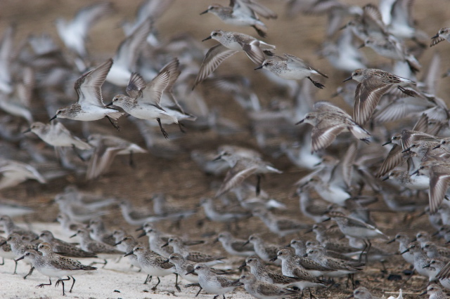 Delaware birds