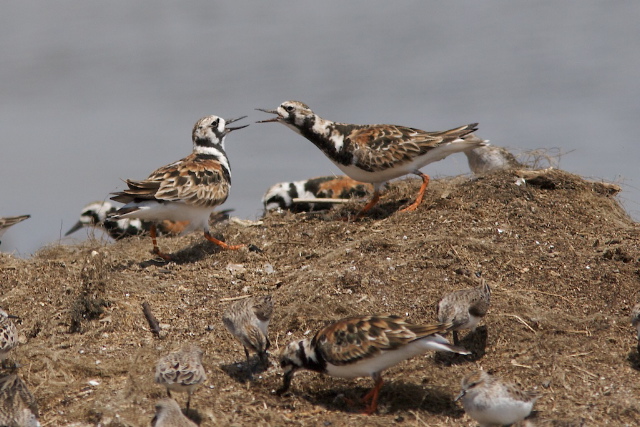 Rock birds