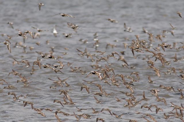 seabirds