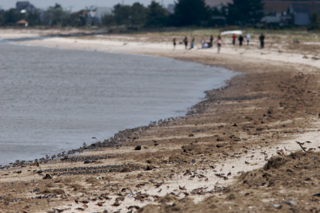 Shorebirds