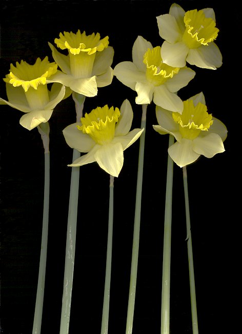 Daffodils.jpg (44175 bytes)