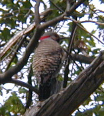Common Flicker (yellow-shafted form)