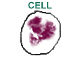 cell