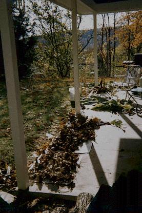 Uprooting cannas in the fall
