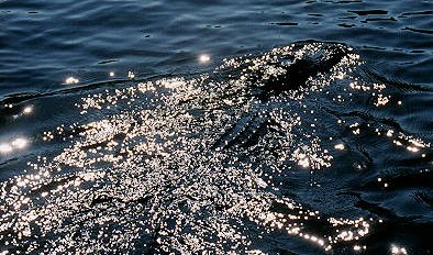 swimming aligator in the sun