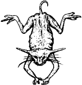 cat + frog?