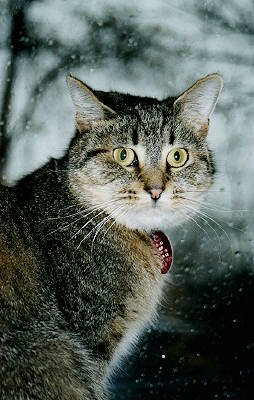 Rainy-day Jebu, &copy; 1997 by tdiann