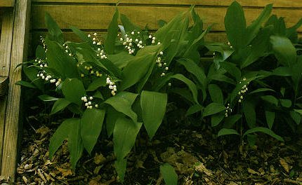 Lilies of the Valley