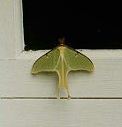 Luna Moth