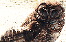 owl