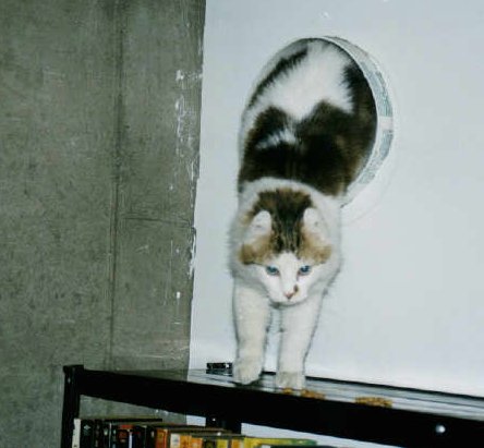 Ptarmigan gets lured out of the cat-a-trail