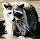 raccoon1