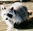 raccoon2