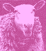 Baaaaa !