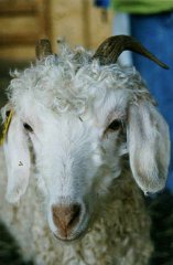 hint:  my children are kids