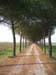 italy_tuscany_2