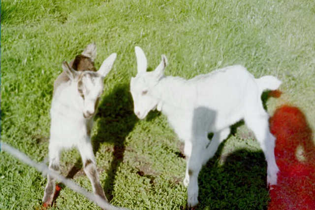 some goat friends